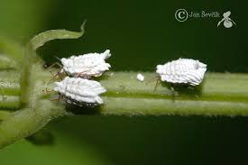 Attēlu rezultāti vaicājumam “Orthezia urticae”