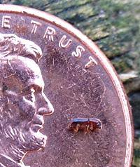 Attēlu rezultāti vaicājumam “Badhamia bethelii stalked”