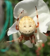 Attēlu rezultāti vaicājumam “Araneus marmoreus”