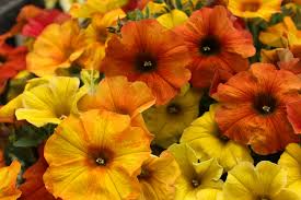 Image result for Petunia