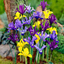 Attēlu rezultāti vaicājumam “Iris reticulata”