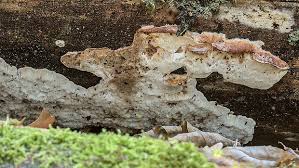 Attēlu rezultāti vaicājumam “Sarcoporia polyspora”