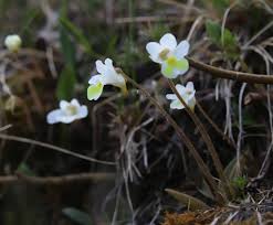 Attēlu rezultāti vaicājumam “Pinguicula alpina”