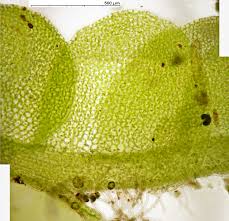 Attēlu rezultāti vaicājumam “Jungermannia hyalina”