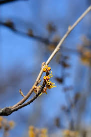 Attēlu rezultāti vaicājumam “Hamamelis japonica bud”