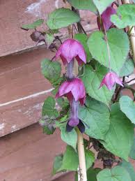 Image result for Rhodochiton atrosanguineum