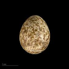 Image result for Melanocorypha yeltoniensis