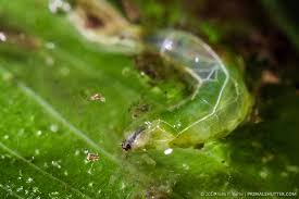 Attēlu rezultāti vaicājumam “Geocrypta galii larva”