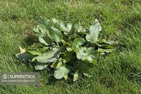 Attēlu rezultāti vaicājumam “Rumex obtusifolius”