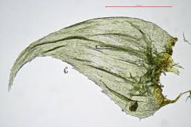 Attēlu rezultāti vaicājumam “Hylocomiastrum umbratum”