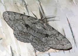 Attēlu rezultāti vaicājumam “Hypomecis roboraria”