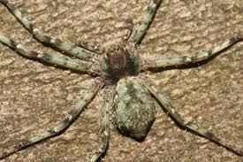 Attēlu rezultāti vaicājumam “Philodromus margaritatus”