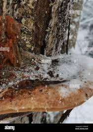 Attēlu rezultāti vaicājumam “Phellinus alni”
