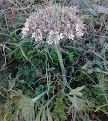 Attēlu rezultāti vaicājumam “Daucus carota subsp. carota leaf”