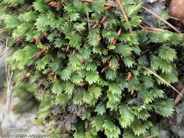 Attēlu rezultāti vaicājumam “Fissidens taxifolius”