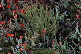 Attēlu rezultāti vaicājumam “Cladonia floerkeana”