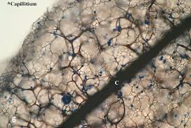 Attēlu rezultāti vaicājumam “myxomicetes”