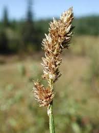 Attēlu rezultāti vaicājumam “Carex diandra leaf”