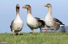 Attēlu rezultāti vaicājumam “Anser anser”