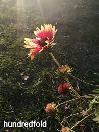 Attēlu rezultāti vaicājumam “Festuca ovina flower”