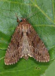 Attēlu rezultāti vaicājumam “Apamea monoglypha”
