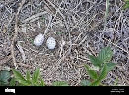 Attēlu rezultāti vaicājumam “Caprimulgus europaeus egg”