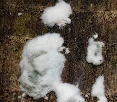 Attēlu rezultāti vaicājumam “Fuligo laevis”