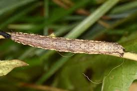 Attēlu rezultāti vaicājumam “Xanthorhoe quadrifasiata”