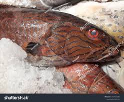 Image result for Epinephelus morio