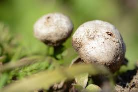Attēlu rezultāti vaicājumam “Tulostoma fimbriatum”