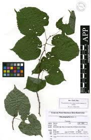 Attēlu rezultāti vaicājumam “Tilia platyphyllos subsp. cordifolia”