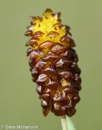 Attēlu rezultāti vaicājumam “Trifolium spadiceum flower”