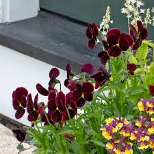 Image result for Viola cornuta