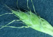 Attēlu rezultāti vaicājumam “Danthonia decumbens fruit”