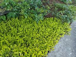 Image result for Lysimachia nummularia