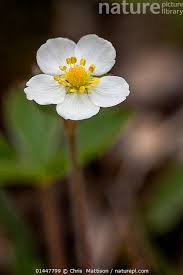 Attēlu rezultāti vaicājumam “Fragaria vesca flower”