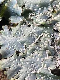 Attēlu rezultāti vaicājumam “Punctelia subrudecta”