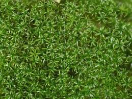 Attēlu rezultāti vaicājumam “Hymenostylium recurvirostrum macro”