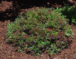 Attēlu rezultāti vaicājumam “Vaccinium angustifolium”