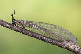 Attēlu rezultāti vaicājumam “Myrmeleontidae”