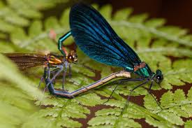 Attēlu rezultāti vaicājumam “Calopteryx virgo female”