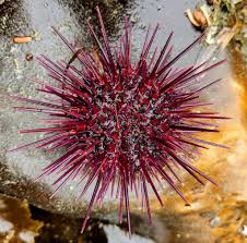 Image result for Mesocentrotus franciscanus