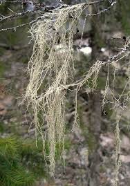 Attēlu rezultāti vaicājumam “Evernia divaricata”