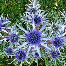 Attēlu rezultāti vaicājumam “Eryngium planum flower”