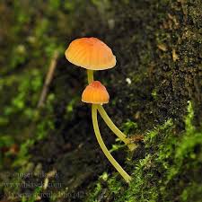 Attēlu rezultāti vaicājumam “Mycena acicula”