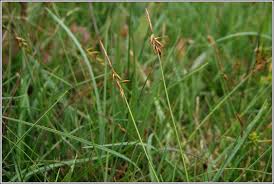 Attēlu rezultāti vaicājumam “Carex pulicaris”