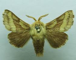 Attēlu rezultāti vaicājumam “Malacosoma castrensis male”