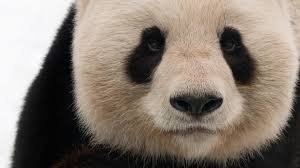 Résultat de recherche d'images pour "pandas"