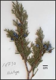 Attēlu rezultāti vaicājumam “Juniperus sabina”
