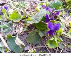 Attēlu rezultāti vaicājumam “Viola collina”